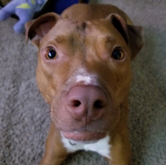 Meet your Posher, Gretchen - Picture 1 of 1